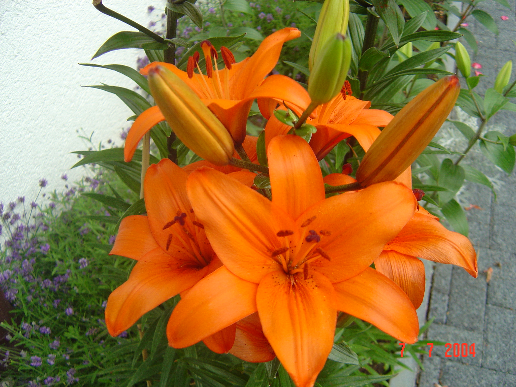 mariëtte nico piratenfrass 001.jpg